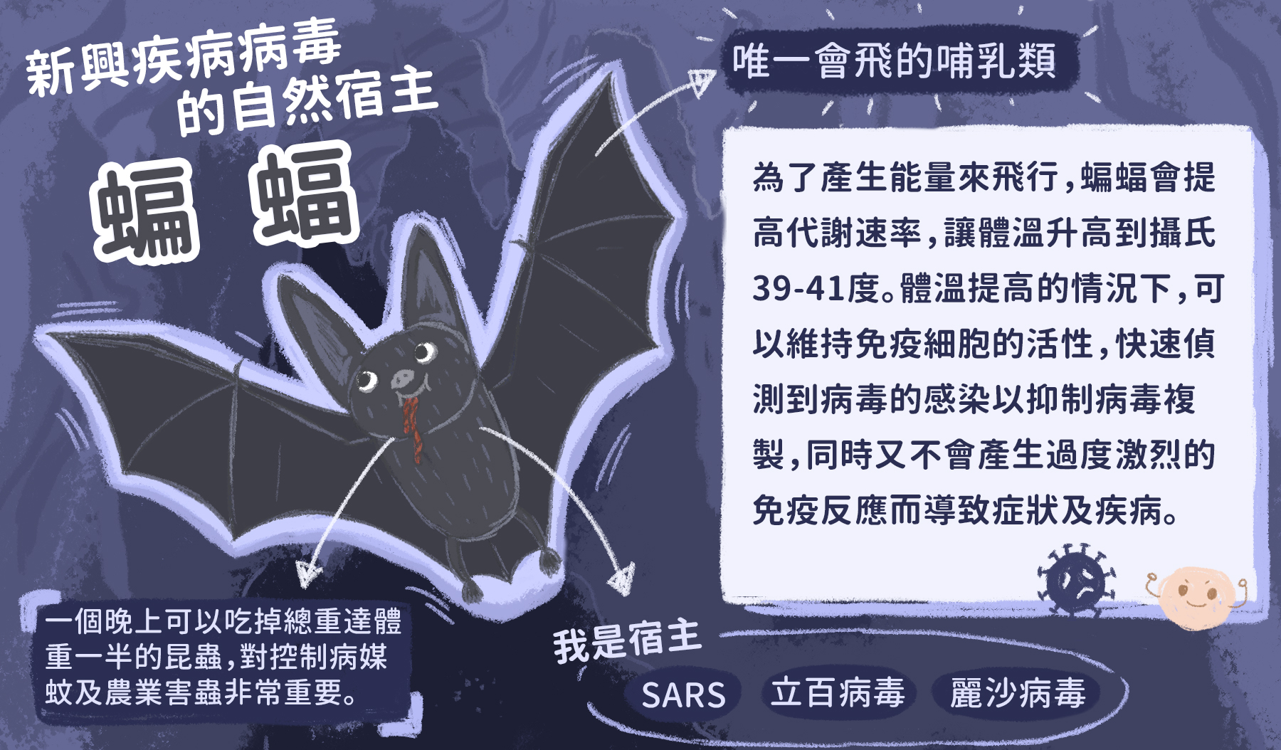 蝙蝠的特性。（圖／沈佩泠繪）