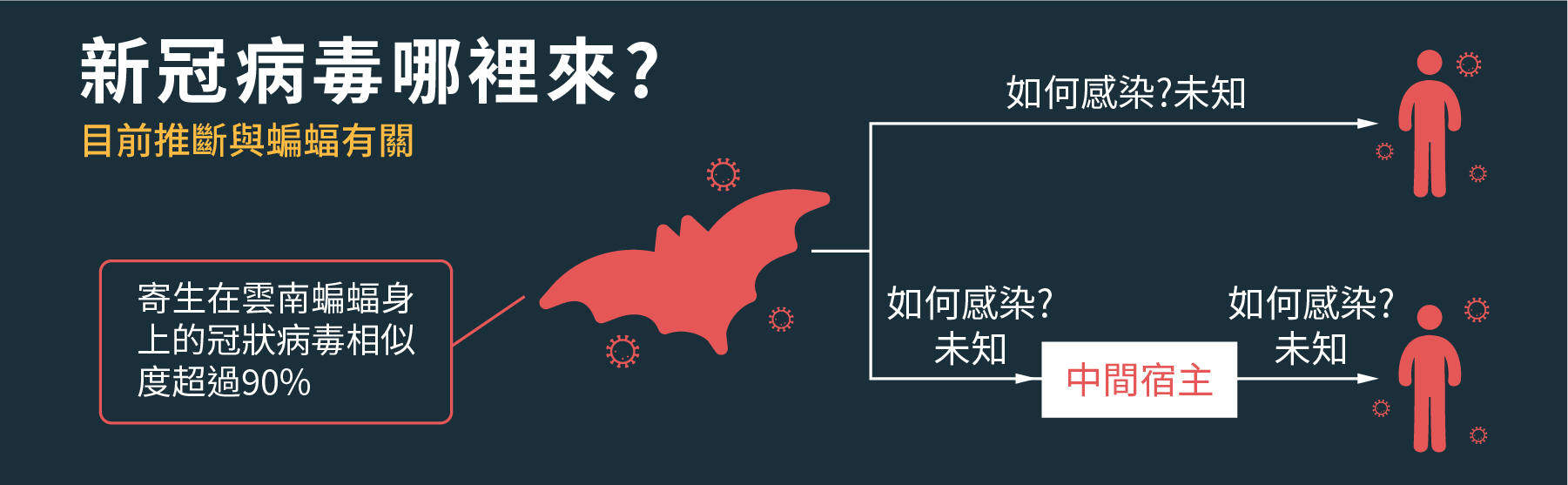 目前發現位於雲南的中菊頭蝠（Rhinolophus affinis），身上的冠狀病毒與新型冠狀病毒基因序列最相似，然而蝙蝠如何傳給人，是否有中間宿主，仍不清楚。（圖／沈佩泠繪）