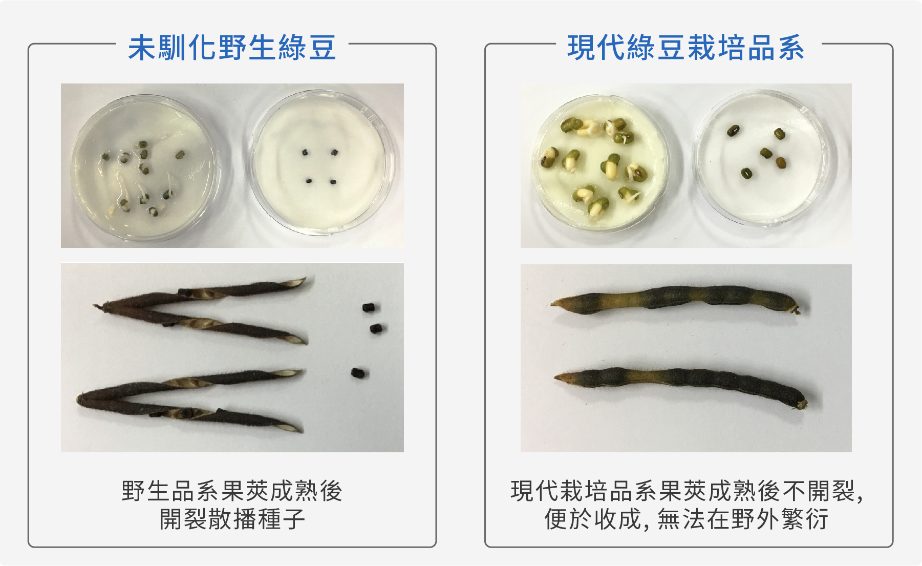 野生綠豆與現代栽培品系之比較。（圖／陳泓瑋提供，沈佩泠修改）