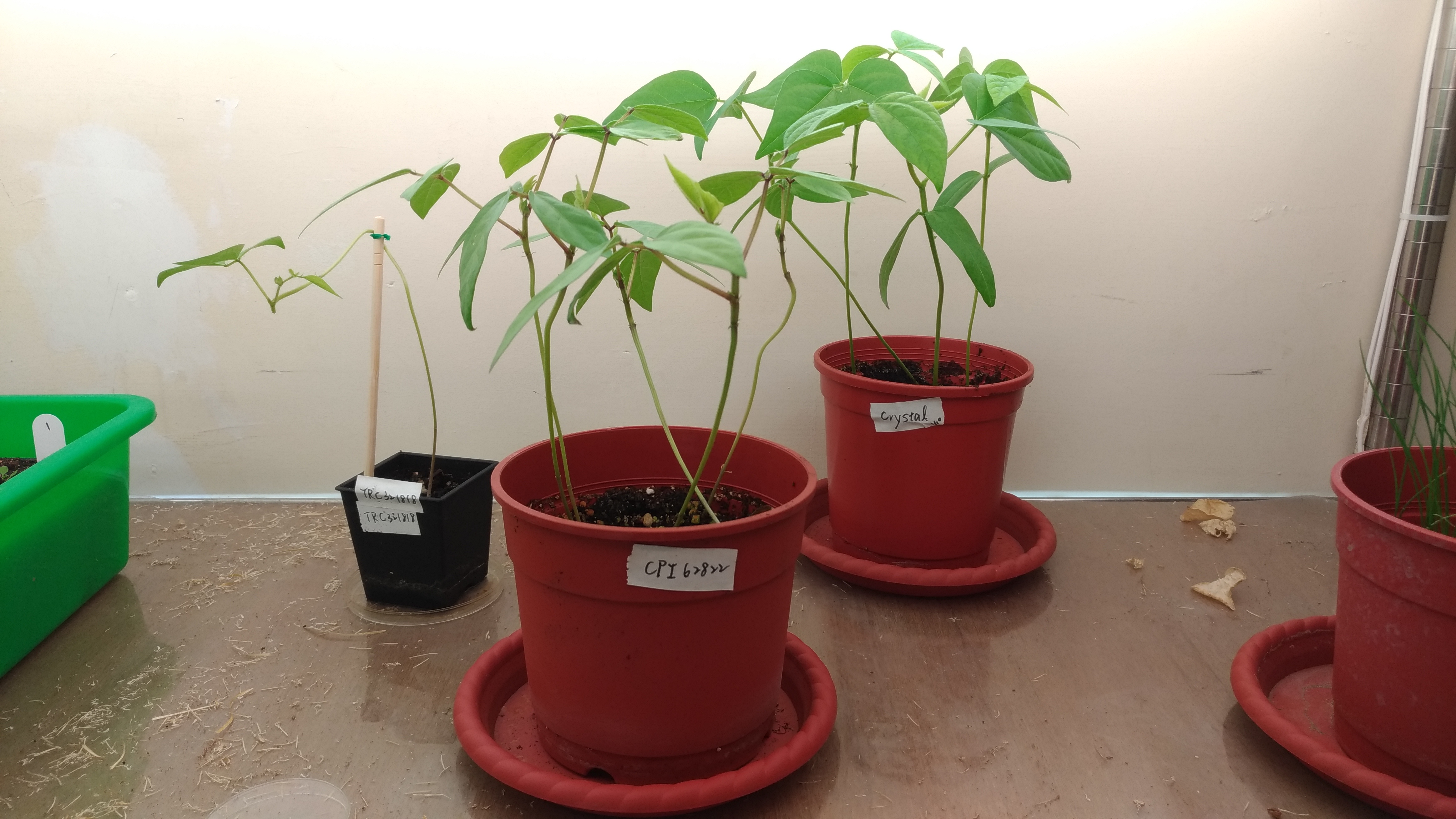 李承叡植物房中的綠豆。（圖／劉馨香攝）