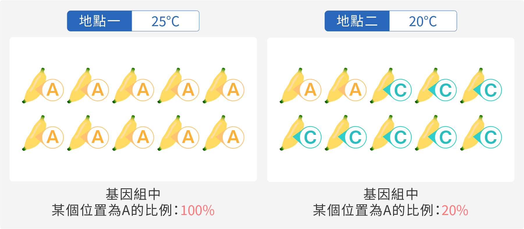 於地點一、地點二分別取樣 10 個芭蕉個體，並觀測特定基因組中的某個位置，發現地點一的所有芭蕉個體都是 A，而地點二有兩個芭蕉個體是 A，八個是 C。（圖／沈佩泠繪）