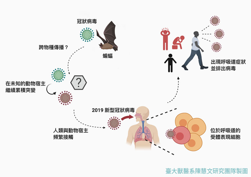 新型冠狀病毒傳播途徑示意圖。（圖 / 臺大獸醫系陳慧文研究團隊製）