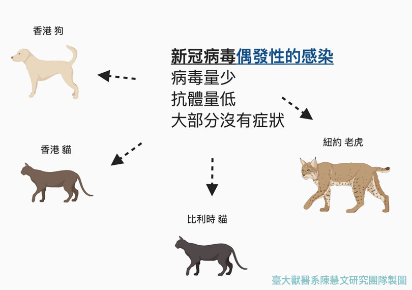 新冠病毒在寵物身上感染的例子是偶發性的，病毒量少、抗體量低，大部分沒有症狀。（圖 / 臺大獸醫系陳慧文研究團隊製）