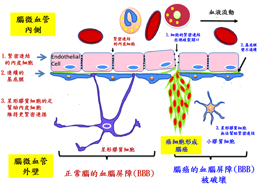 血腦屏障（BBB）有三層結構防衛，阻止外物進犯大腦。（圖／王淑卿提供）