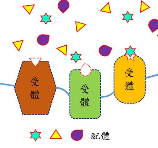 圖為配體與受體概念示意圖。配體與受體就像鎖頭和鑰匙般，每道鎖都必須利用某把特定的鑰匙才能夠打開。由於受體與配體結合並未生成共價鍵結及任何化學反應，是由分子間作用力產生，因此結合可被拆解或取代。（圖／彰師大林泱蔚教授提供）