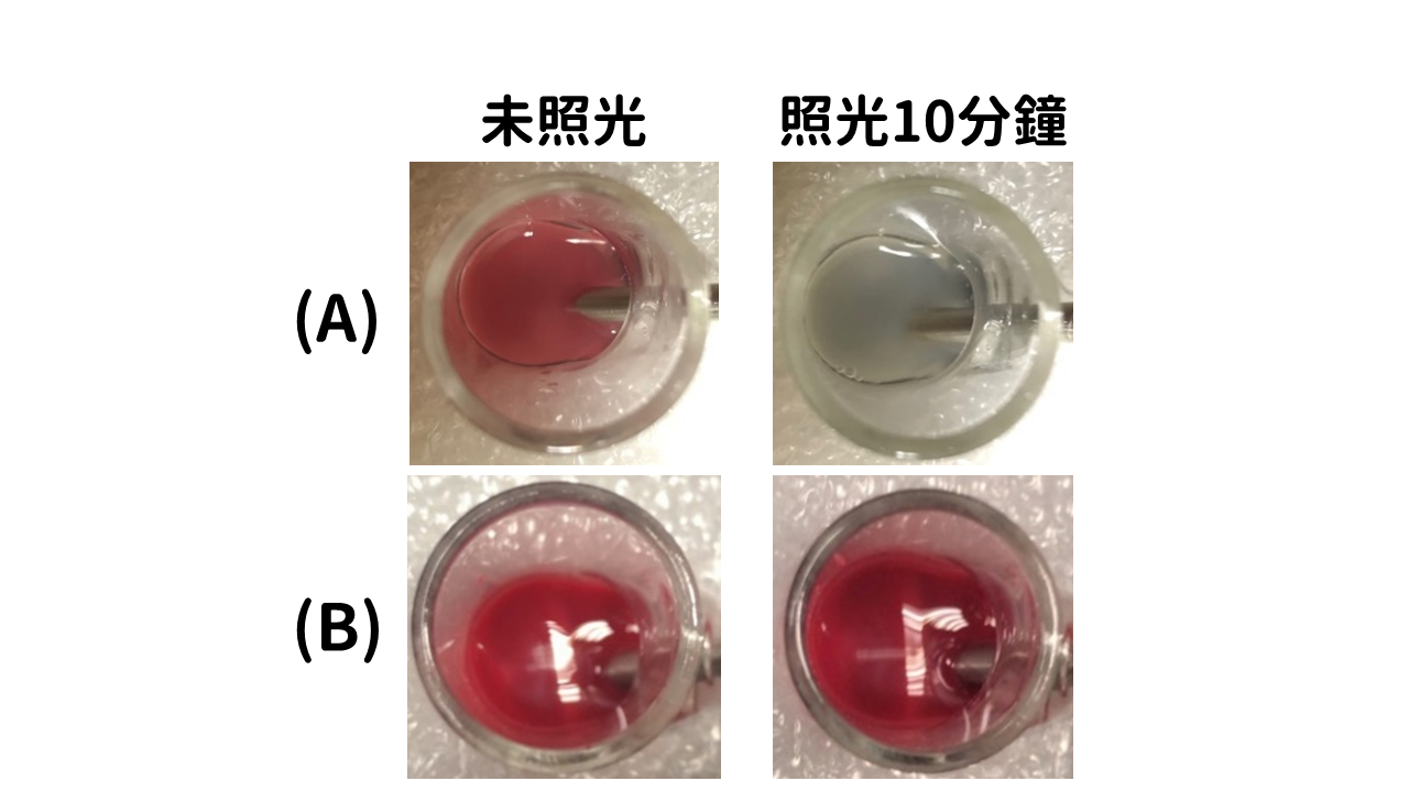 圖四：（A） 銅鐵硫奈米材料與感溫粉溶液混合，有／無照射近紅外光10分鐘顏色變化。（B） 金奈米粒子與感溫粉溶液混合，有／無照射近紅外光10分鐘顏色變化。（圖／彰師大林泱蔚教授提供）