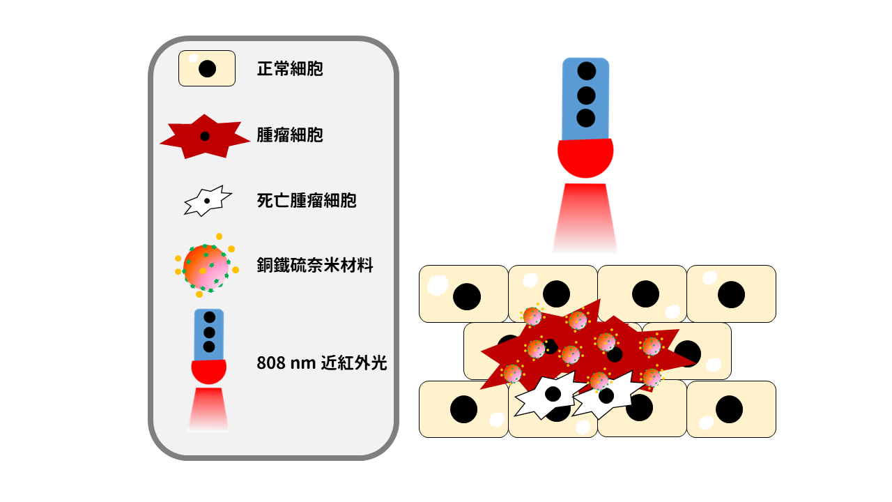 圖一：銅鐵硫奈米晶體應用於光熱療法的示意圖（圖／彰師大林泱蔚教授提供）