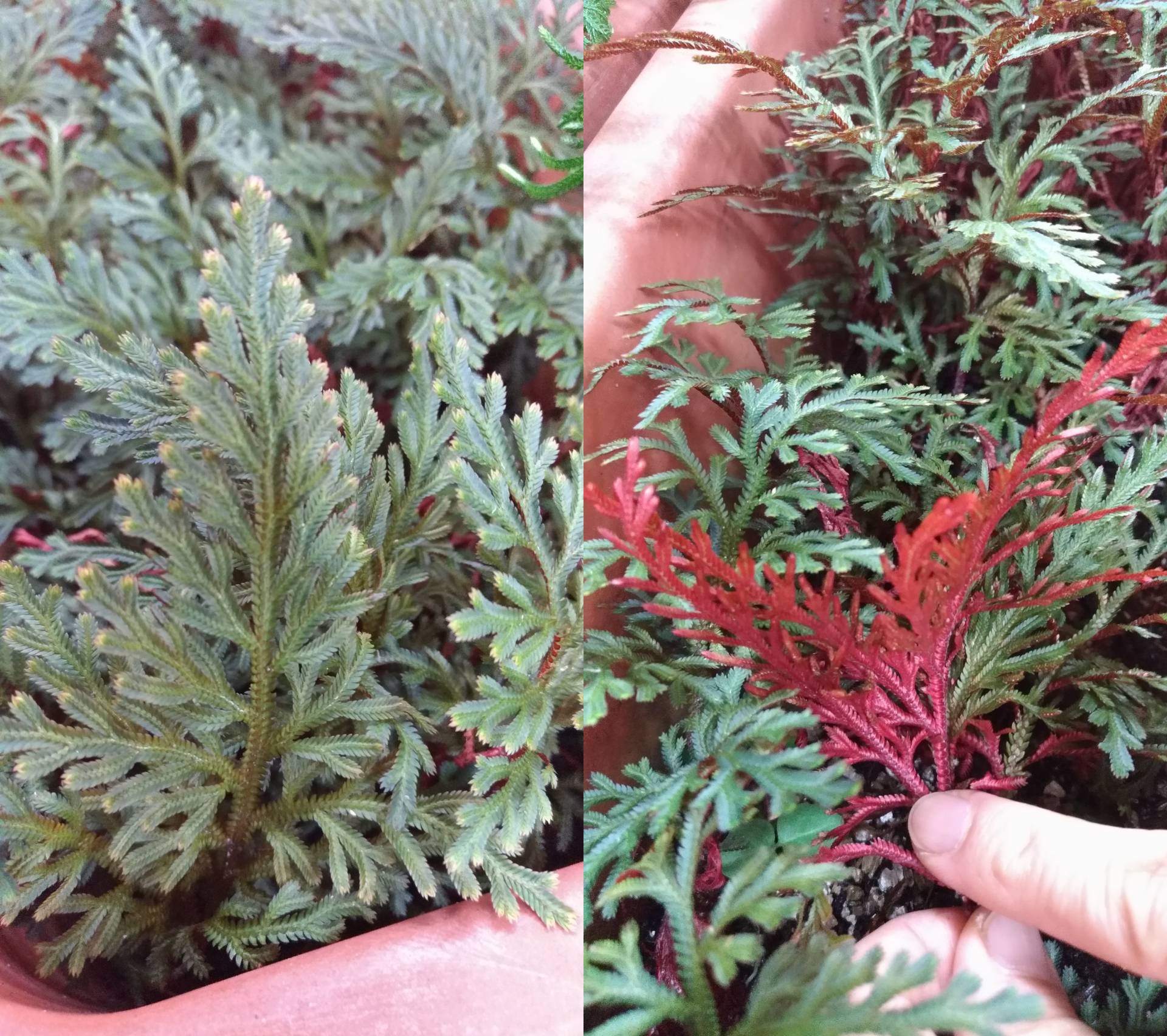 紅卷柏的背面為綠色（左），腹面為紅色（右）。（圖／劉馨香攝）