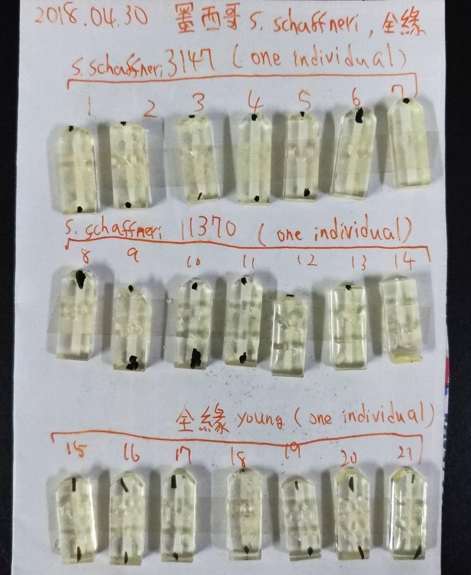 實驗室中，研究人員將卷柏葉子包埋成膠塊，後續才能進行超薄切片。（圖／劉馨香攝）