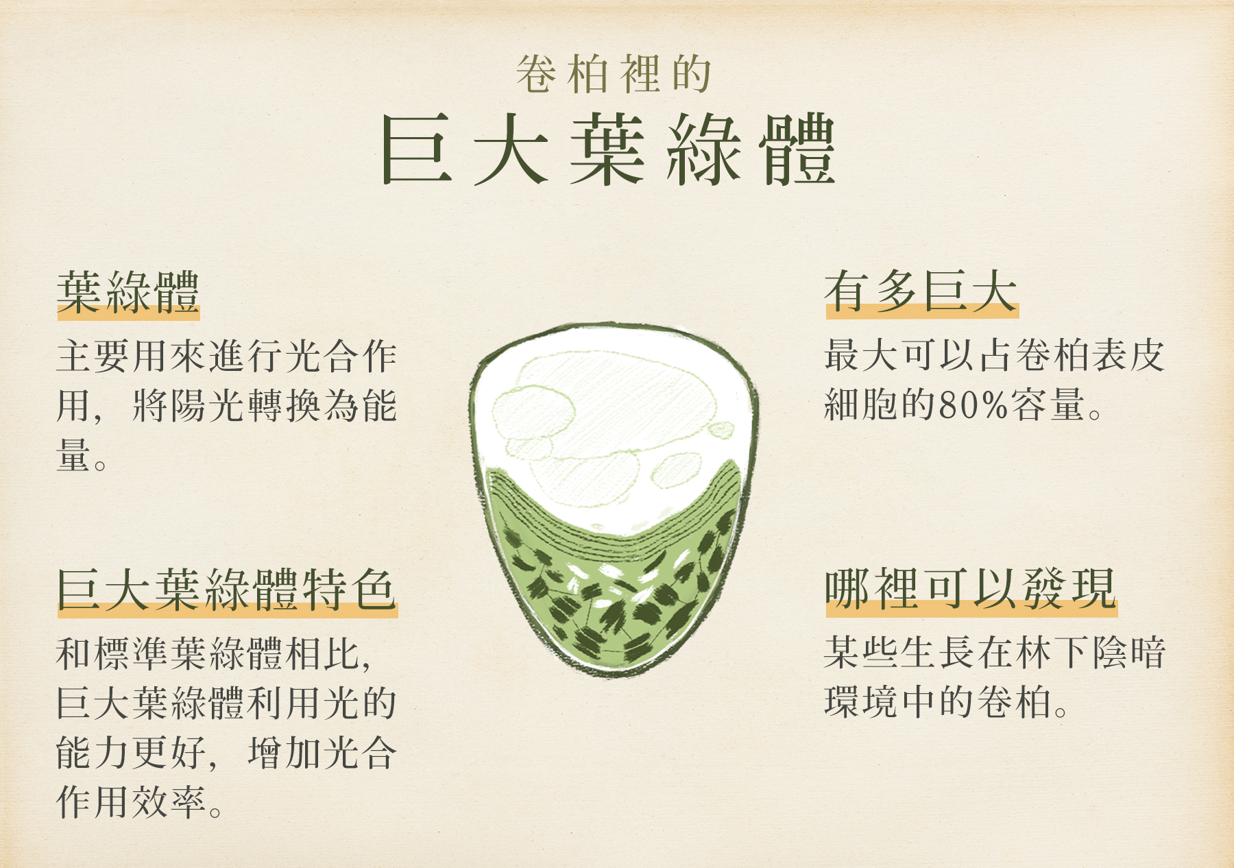 卷柏裡的巨大葉綠體。（圖／沈佩泠繪）