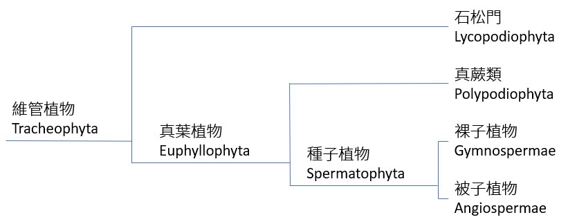 注意，石松就是石松，不是蕨類！過去將石松和真蕨類皆稱為蕨類，然而近年來演化證據指出，真蕨類和種子植物的關係較近，和石松類（包括卷柏、水韭）關係較遠。因此現在蕨類僅包含真蕨類，不包含石松。