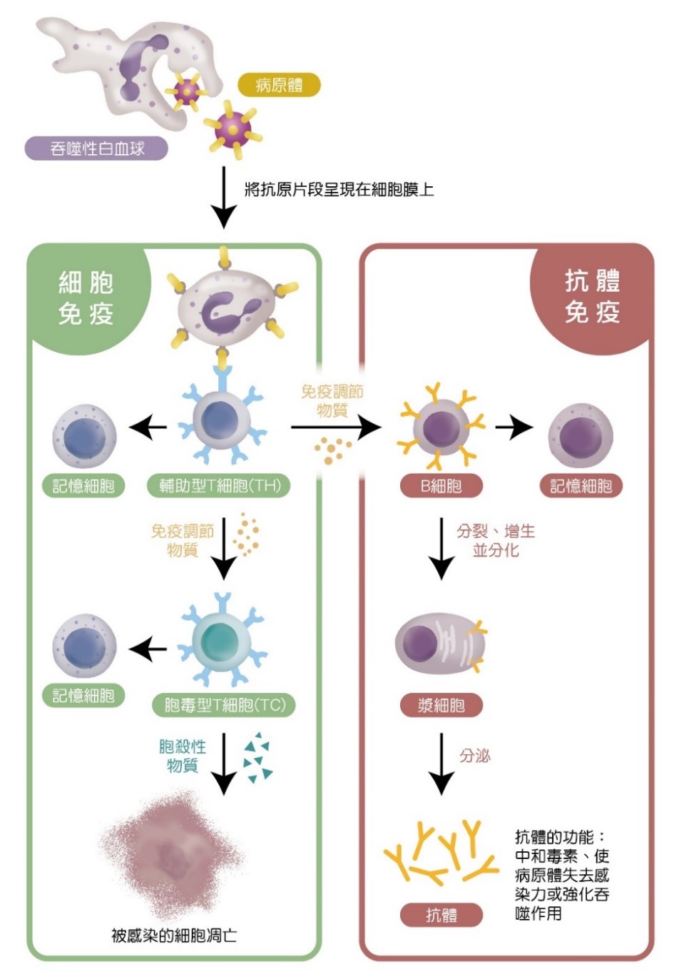 專一性免疫藉由T細與B細胞啟動後天性免疫，攻擊入侵的病原體，直到病原體被消滅，同時產生記憶細胞，當再次遇見相同病原體，便能快速應對。（圖／國立科學工藝博物館提供）