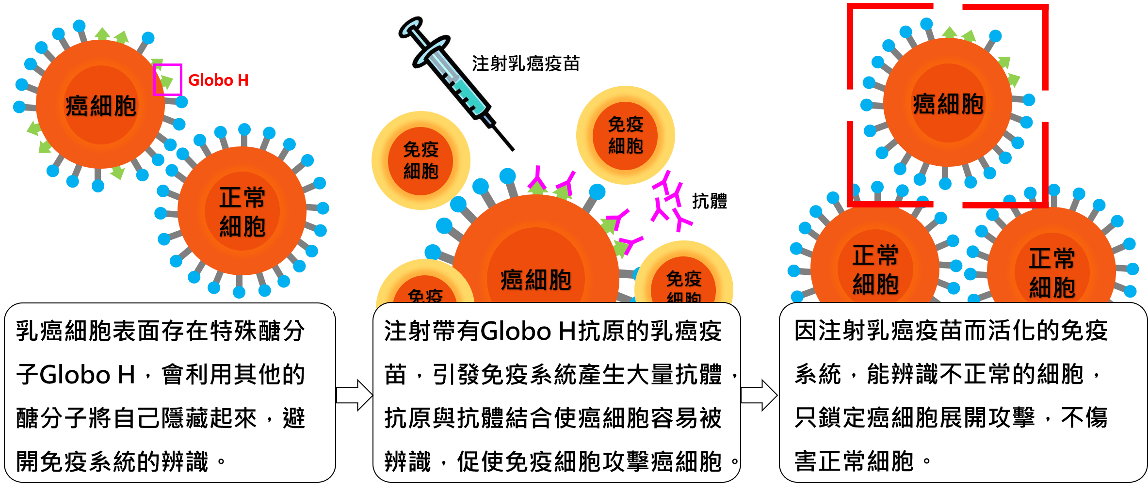癌症疫苗作用機制，以乳癌疫苗為例 。（圖／陳聖昌提供）