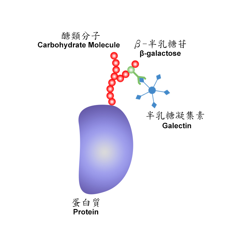半乳糖凝集素與其他作用分子結合示意圖。（圖／張境倫）