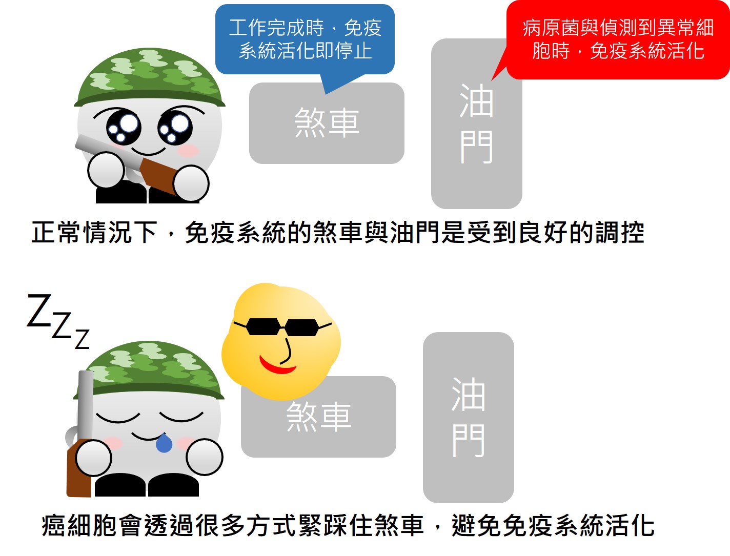 現在的研究發現，癌細胞可以用許多手段來干擾免疫系統的活化，避免自己被清除。因此，目前的癌症的免疫療法主要是靠『猛踩油門』及『干擾癌細胞踩煞車』這兩種方式來治療癌症。（圖／李俊廷、黃耿祥、楊智惠團隊提供）