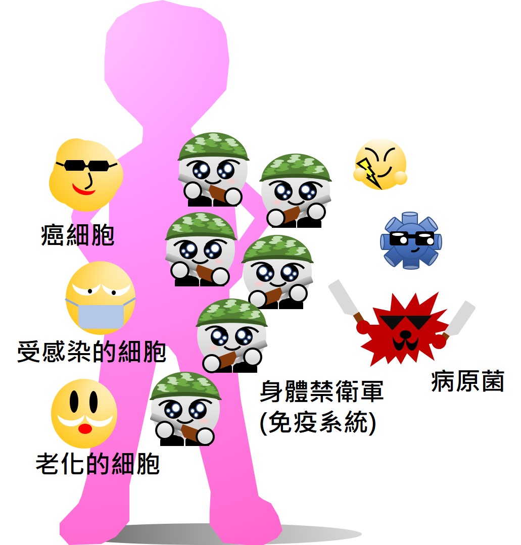 人體的免疫系統相當奧妙，對外可以抵抗病原菌，對內可以清除身體內異常的癌細胞、受感染的細胞與老化的細胞等。（圖／李俊廷、黃耿祥、楊智惠團隊提供）