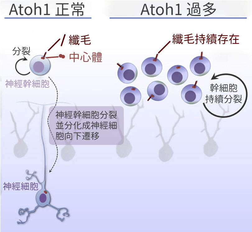 小鼠出生後的神經發育過程中，小腦的神經幹細胞從小腦表層往下遷徙至小腦深層，與大腦由下往上遷徙至表層皮質相反。當Atoh1過度表現，神經幹細胞的初級纖毛會持續存在，促使細胞不斷分裂、形成腫瘤。（圖／修改自參考資料3）