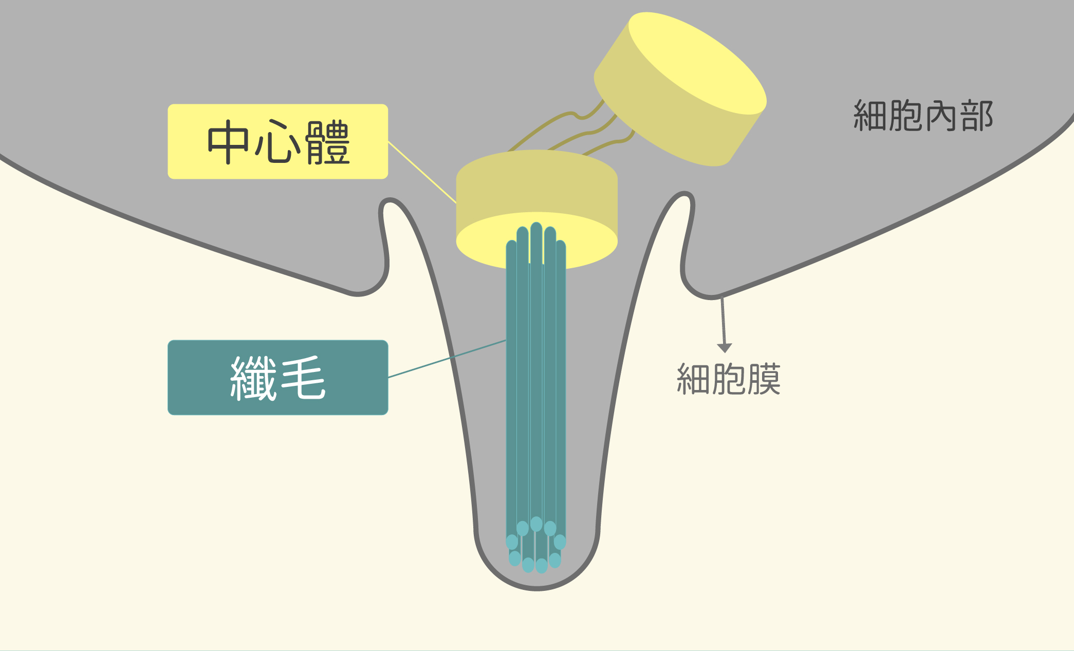 纖毛與中心體示意圖。（圖／沈佩泠繪，參考資料：蔡金吾提供）