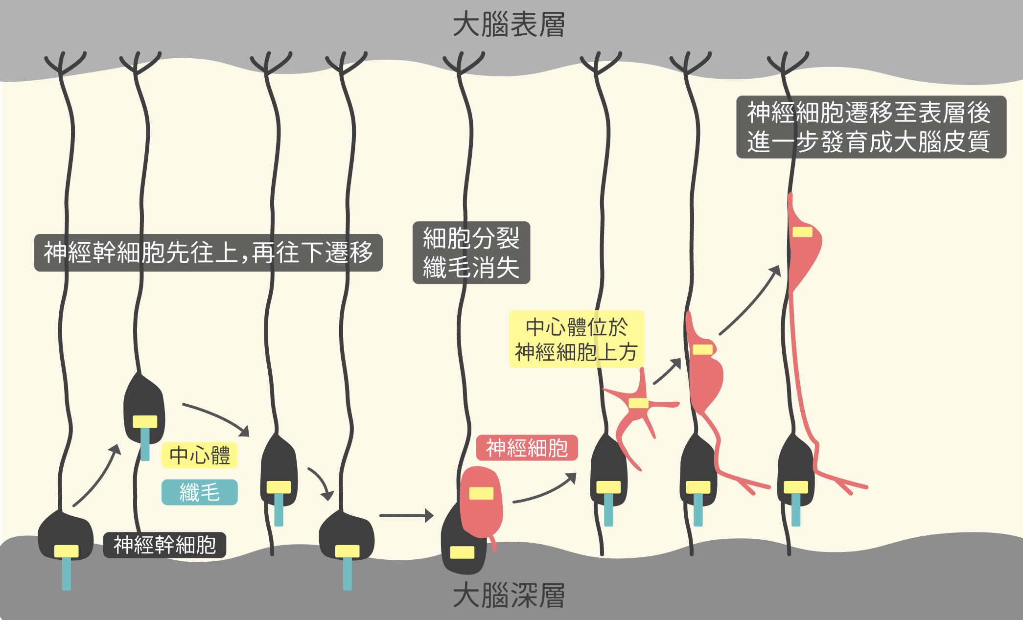 大腦發育過程：神經幹細胞經過不對稱細胞分裂 (asymmetric cell division) 後，形成神經細胞，持續朝上遷徙。（圖／沈佩泠繪，參考資料：蔡金吾提供）