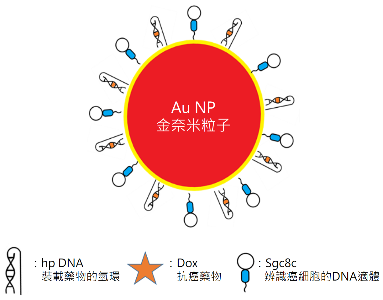 金奈米粒子(Au NP)裝載Sgc8c(DNA適體)、hpDNA、Dox抗癌藥物的方式。此種藥物裝載方式會以金奈米粒子的hairpin DNA (簡稱hpDNA)為核心裝載Dox藥物，再加上能辨識癌細胞的 Sgc8c適體。（圖／林泱蔚教授團隊提供）