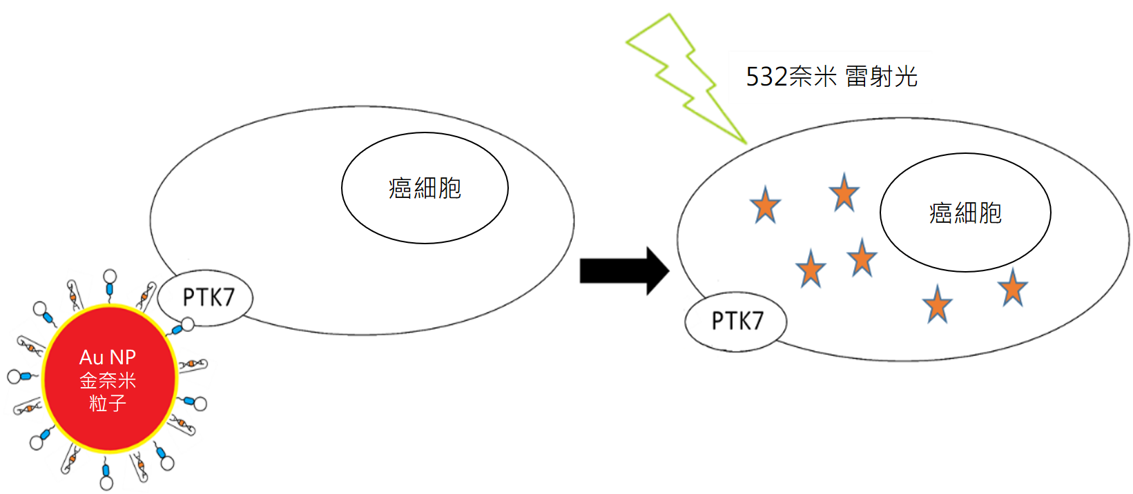 金奈米粒子受到光活化作用後釋放Dox藥物的流程。可以想像成裝載抗癌藥物的飛碟，透過DNA適體的導航找到包覆癌細胞的特殊蛋白PTK7，之後照光，就能打開飛碟的門讓Dox藥物釋出殺死癌細胞。（圖／林泱蔚教授團隊提供）