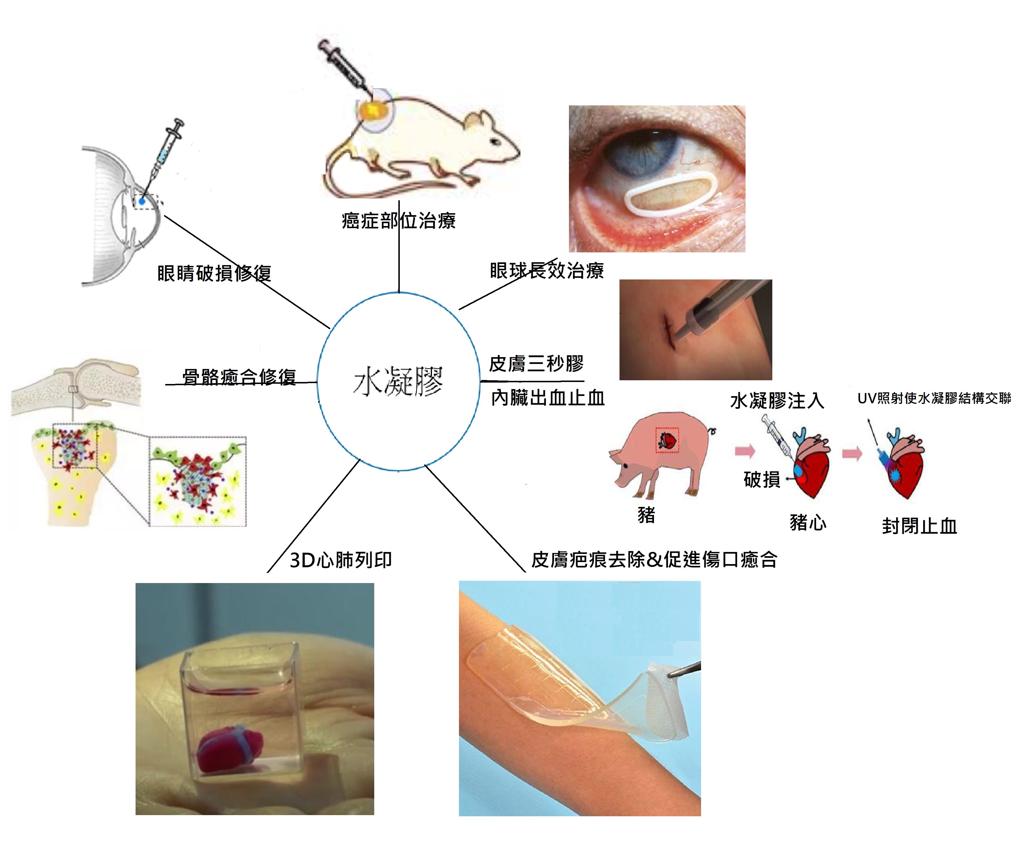 生物黏附給藥系統的應用廣泛，包括眼部治療、藥物輸送、細胞培養、組織工程和傷口治療敷料。（圖／余建志教授提供）