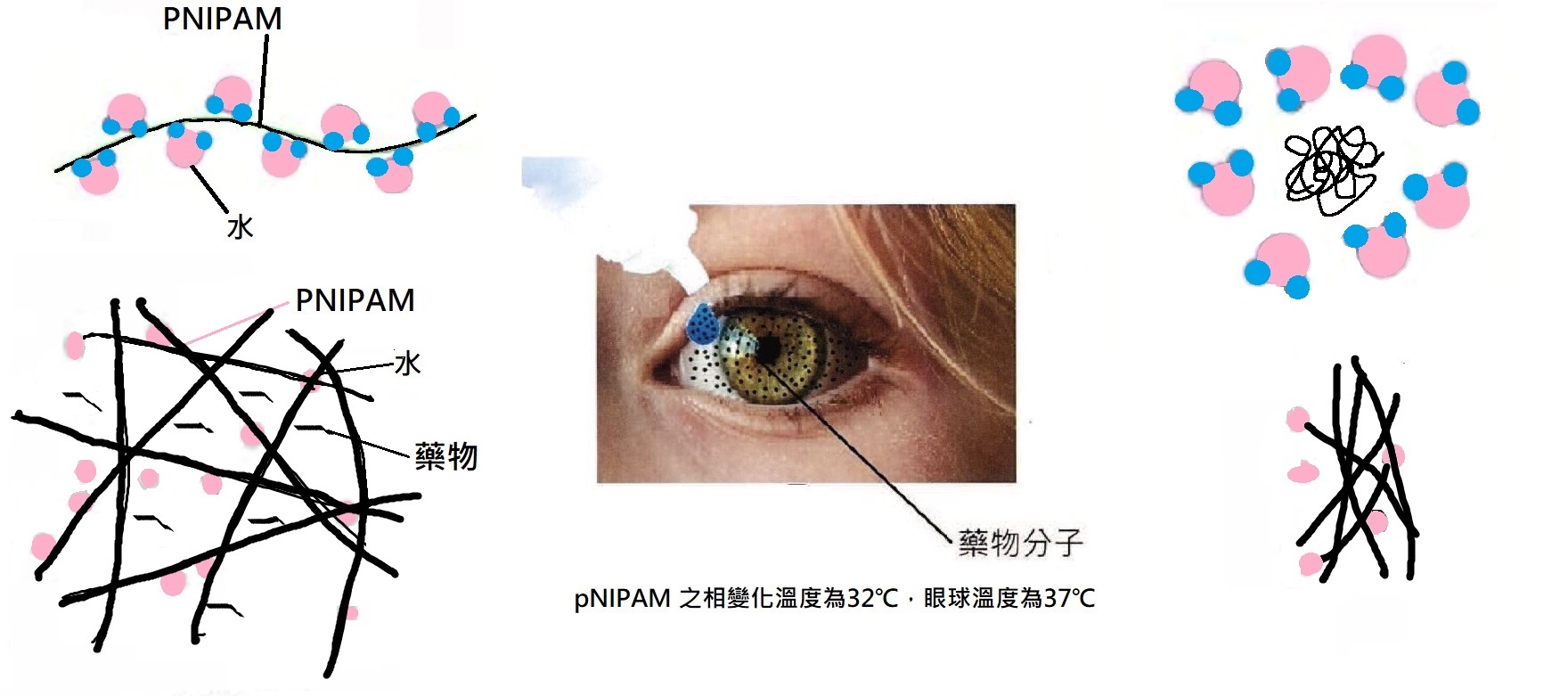 PNIPAM的「相轉移溫度(LCST)」約為攝氏32度。一旦溫度達到攝氏32度，他便會由液態轉變為膠態。（圖／余建志教授提供）