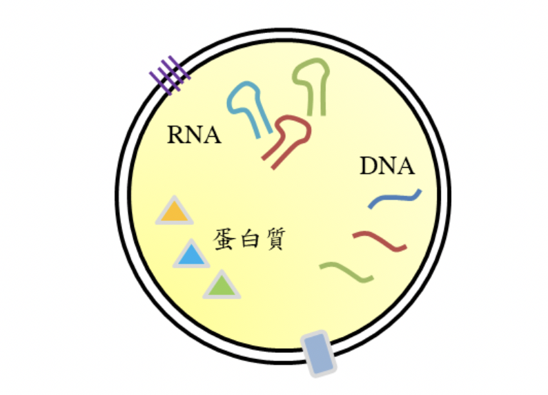 胞外體結構示意圖（圖／吳佳慶教授提供）