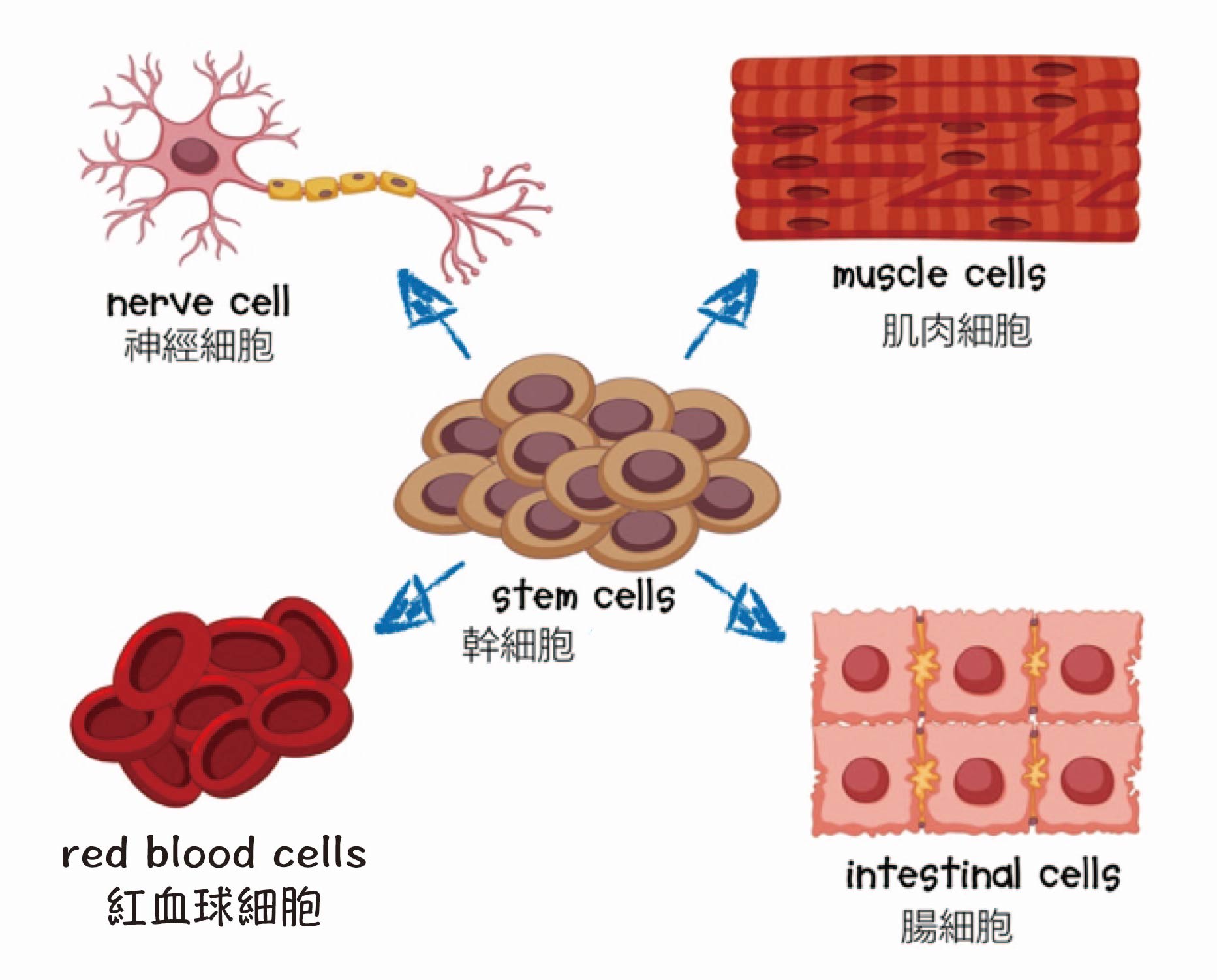幹細胞可以分化為多種不同功能的細胞。（圖／陳宣懿繪製）