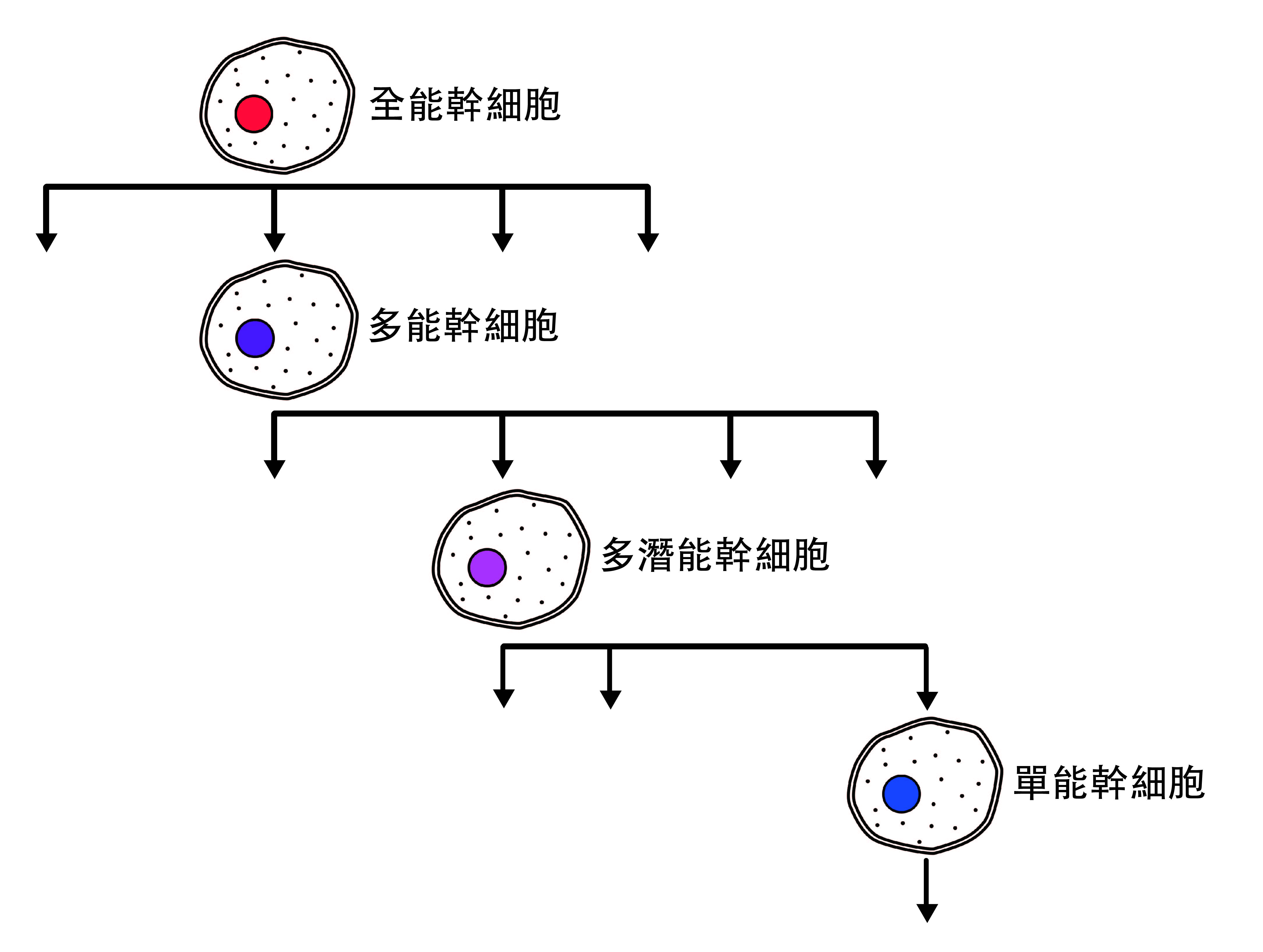 不同分化能力的幹細胞（註1），由能力高至能力低排列。（圖／陳宣懿製作）