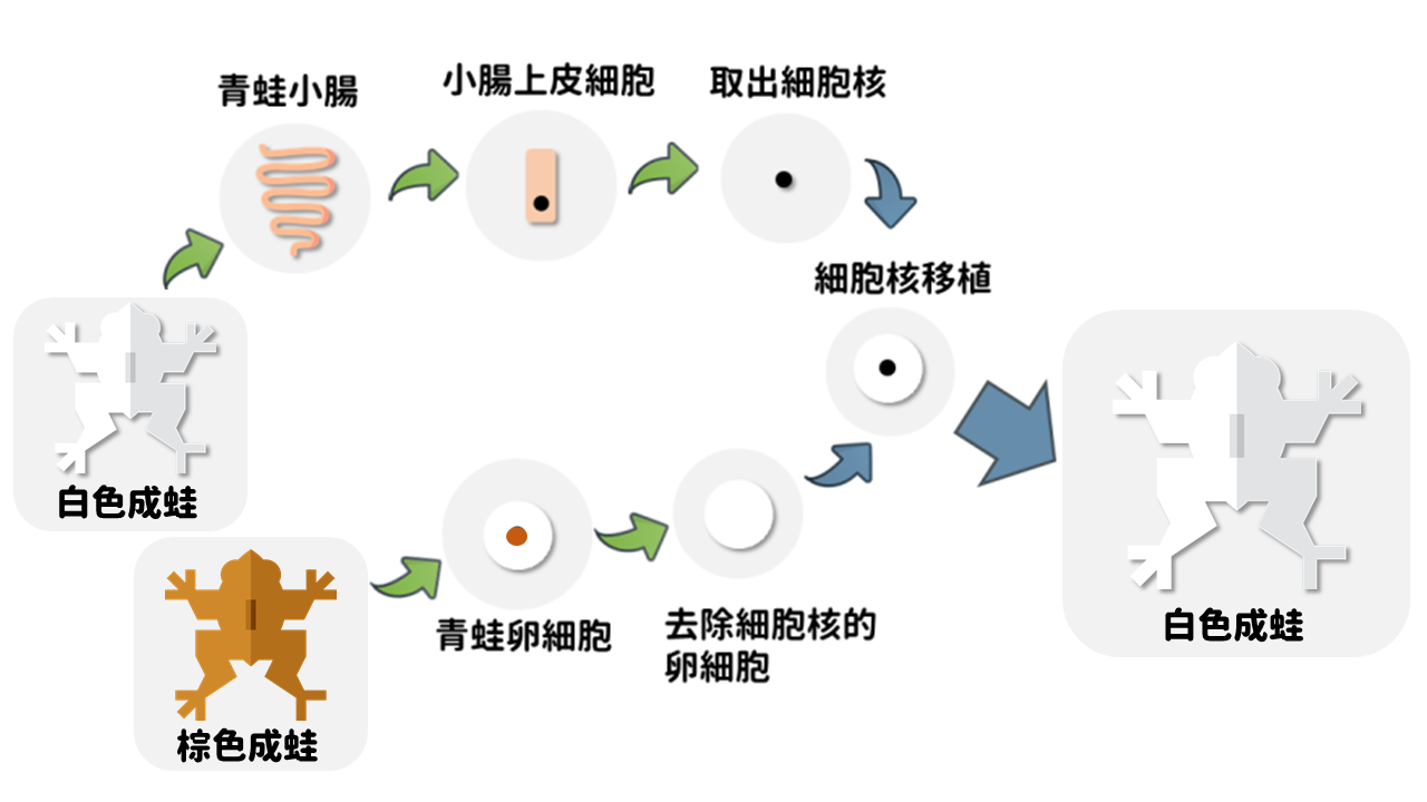 戈登成功利用青蛙小腸的上皮細胞核轉移至去核卵細胞，培育出完整的成蛙。（圖／陳儀珈製圖）