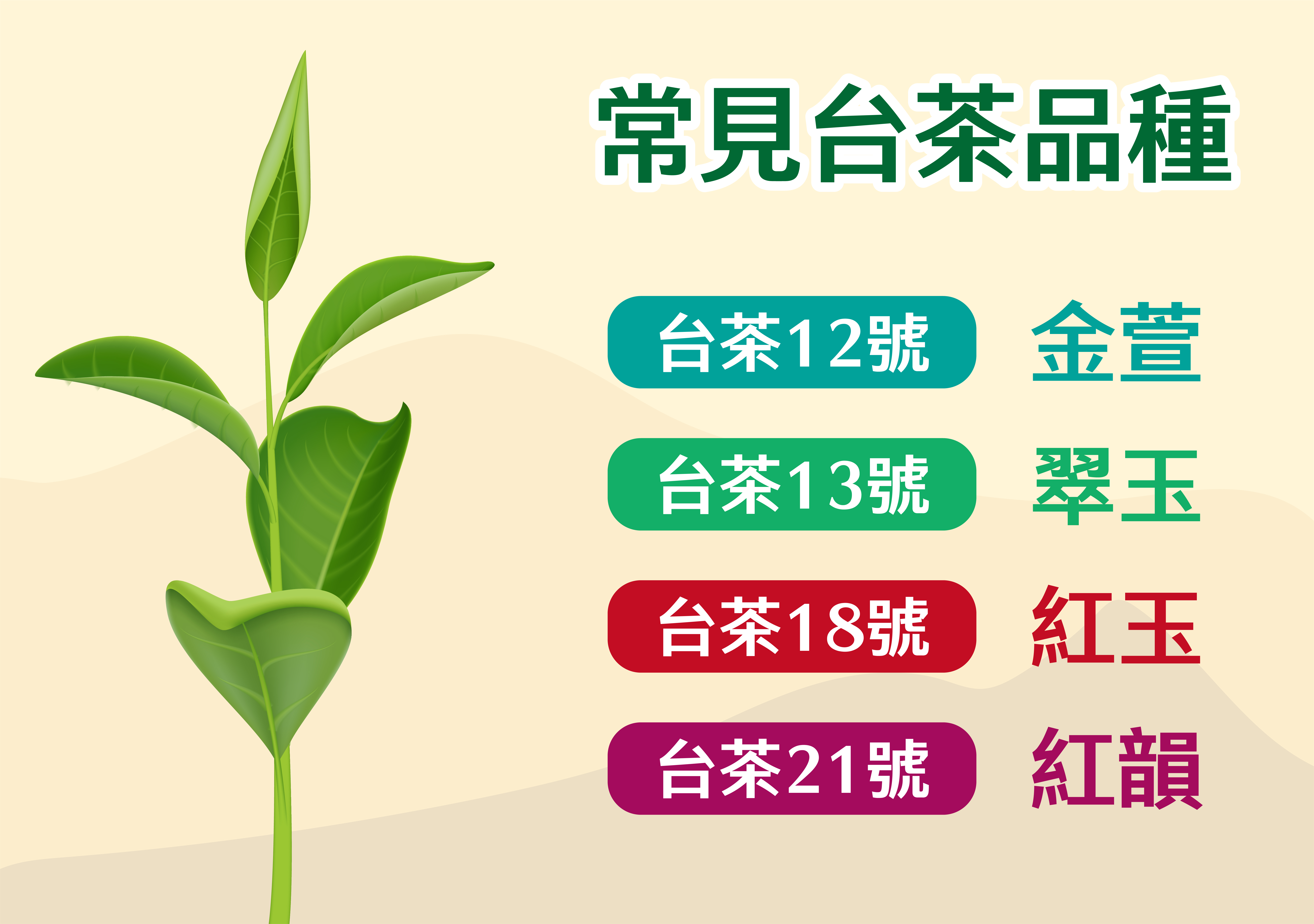 臺灣茶的常見品種。（圖／何庭劭繪）