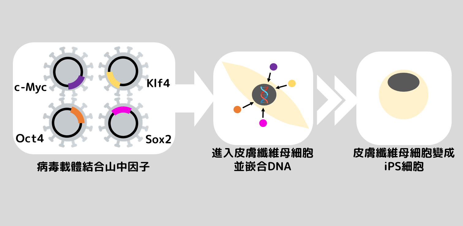 以病毒為載體將山中因子嵌入皮膚纖維母細胞製作成iPS細胞示意圖。（圖／陳儀珈繪製）