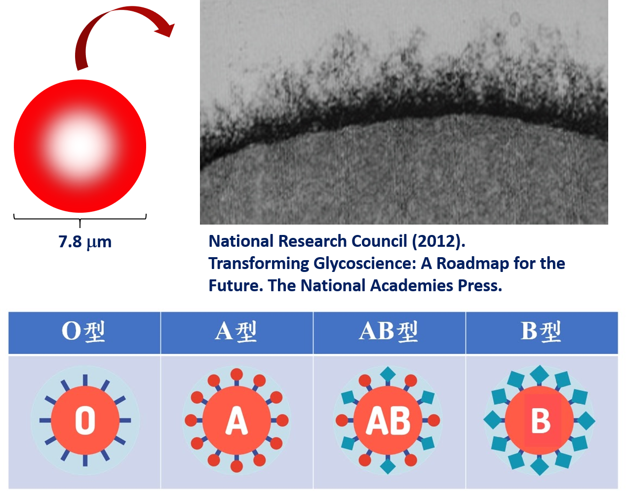 紅血球的表面全覆蓋著醣分子（右上，圖／ National Research Council, 2012）。人類的 ABO血型系統正取決於紅血球表面上的A、B、O抗原，這三種醣脂分子都由數個單醣連接而成。（圖／義守大學ISU科轉團隊繪製，Icon made by Pixel perfect from www.flaticon.com）