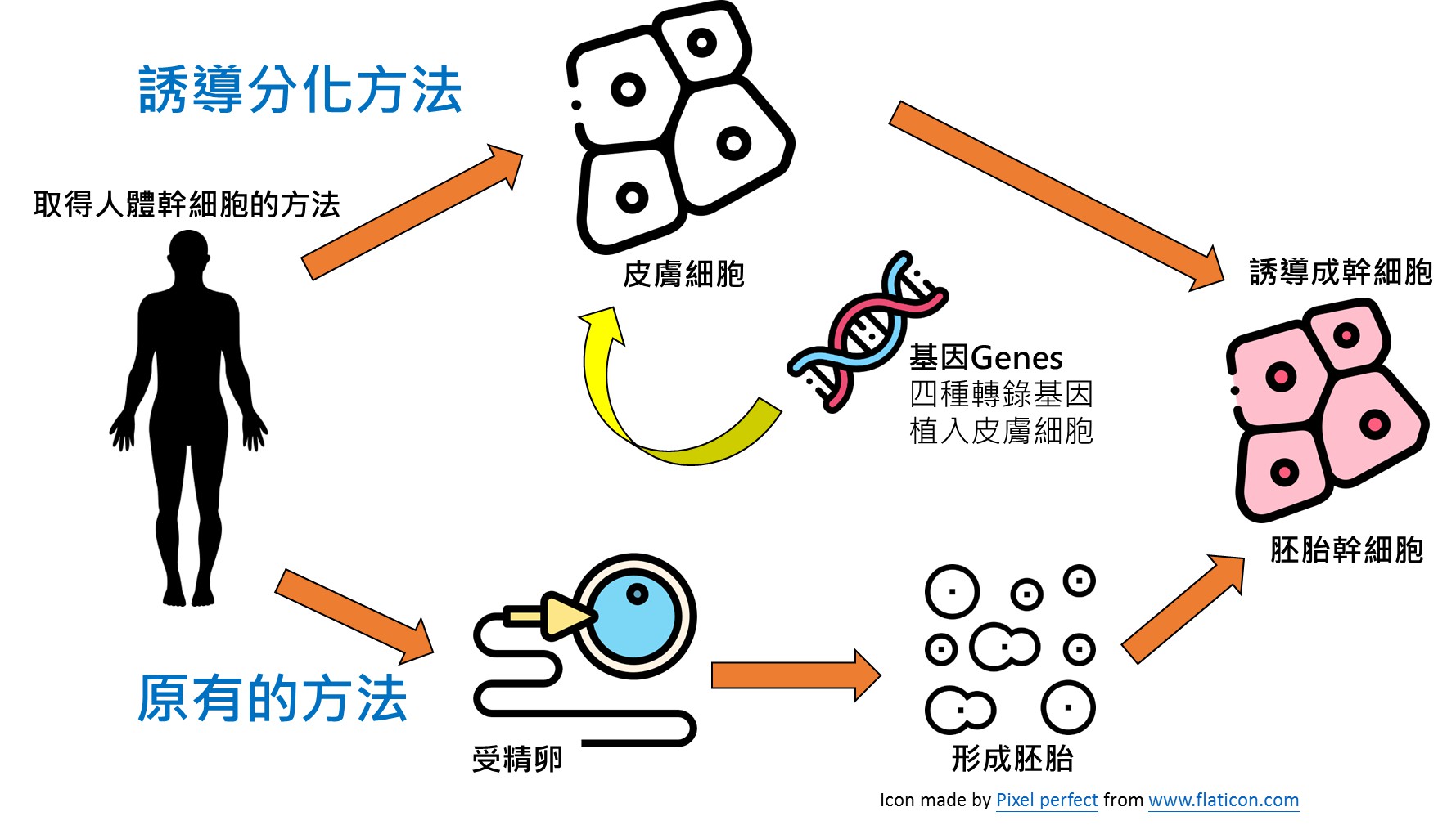 人體幹細胞可透過誘導分化自體細胞取得；此法相較於過去透過受精卵形成的胚胎幹細胞，較不易有倫理爭議問題。（圖／義守大學ISU科轉團隊繪製）