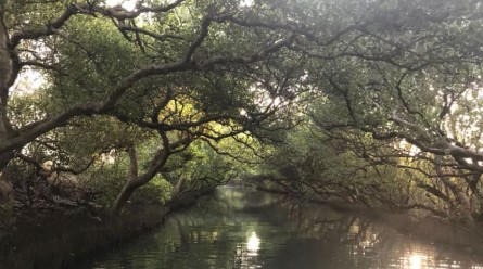 紅樹林：臺灣藍碳固碳新策略